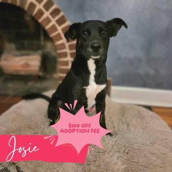 Black Labrador Retriever and Pit Bull Terrier Dogs Available for Adoption in Chattanooga, Tennessee - Josie | PetCurious