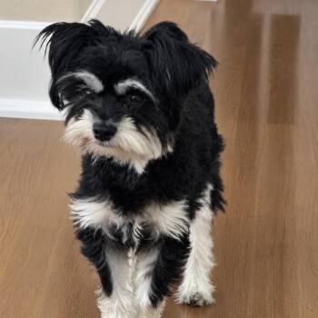 Marisol -  Terrier and Mixed Breed Dog for Adoption in Las Vegas, Nevada - Marisol | PetCurious