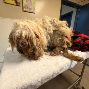 Kiki -  Maltese Dog for Adoption in Agoura Hills, California - Kiki | PetCurious