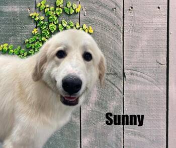 Sunny -  Great Pyrenees Dog for Adoption in Marshville, North Carolina - Sunny | PetCurious