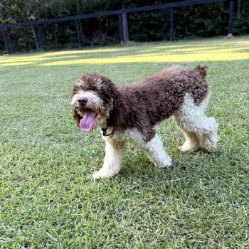Reese (Benefactor Dog) -  Standard Poodle and Poodle Dog for Adoption in New Orleans, Louisiana - Reese (Benefactor Dog) | PetCurious