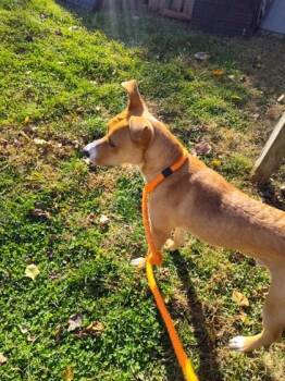 Rescue Shepherd and Mixed Breed Dogs for Adoption in Anderson, Indiana - Elliot | PetCurious