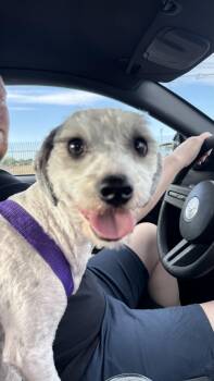 Miniature Poodle Dogs Available for Adoption in Rio Rancho, New Mexico - Grimace  | PetCurious