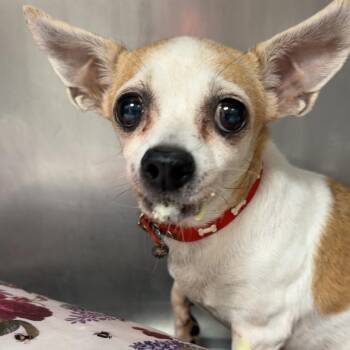 Lizzy -  Chihuahua Dog for Adoption in Parrish, Alabama - Lizzy | PetCurious