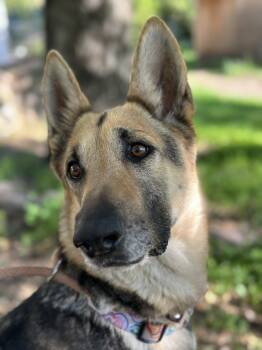 Rescue German Shepherd Dog Dogs for Adoption in Ventura, California - Bailey | PetCurious