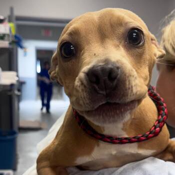 Poppyseed -  Terrier and Mixed Breed Dog for Adoption in Greenville, South Carolina - Poppyseed | PetCurious