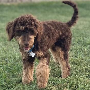 PARDON -  Poodle Dog for Adoption in La Grange, Kentucky - PARDON | PetCurious