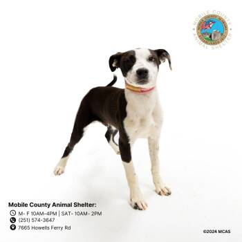 Bubba -  Black Mouth Cur Dog for Adoption in Mobile, Alabama - Bubba | PetCurious
