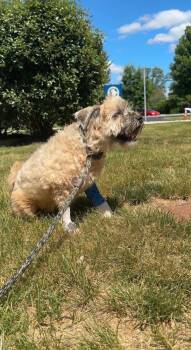 Sonny -  Terrier Dog for Adoption in Montgomery, New Jersey - Sonny | PetCurious