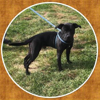 Rescue Pit Bull Terrier Dogs for Adoption in Buckhannon, West Virginia - HICKORY | PetCurious
