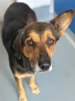 A256044 -  German Shepherd Dog and Mixed Breed Dog for Adoption in Visalia, California - A256044 | PetCurious