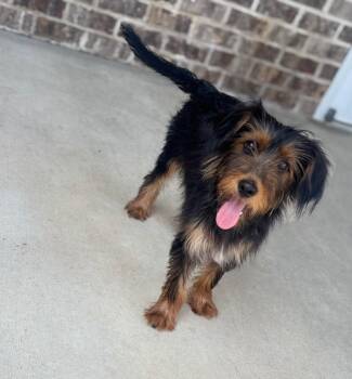 Remi -  Yorkshire Terrier and Dachshund Dog for Adoption in Dalton, Georgia - Remi | PetCurious