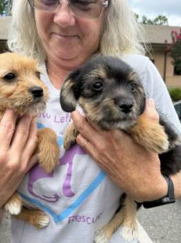 Hazel and Willow -  Terrier Dog for Adoption in Union Beach, New Jersey - Hazel And Willow | PetCurious