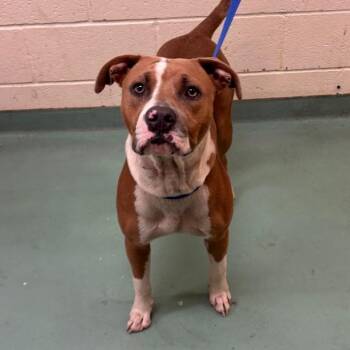 Rex -  Mixed Breed Dog for Adoption in Memphis, Tennessee - Rex | PetCurious