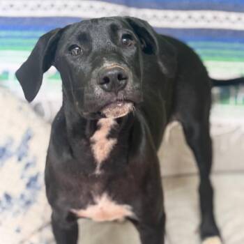 Zola -  Black Labrador Retriever and Mixed Breed Dog for Adoption in Brownsboro, Alabama - Zola | PetCurious