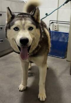 BIG MAN -  Siberian Husky Dog for Adoption - BIG MAN | PetCurious