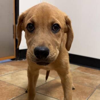 FWT Zion -  Mixed Breed Dog for Adoption in Midland, Texas - FWT Zion | PetCurious