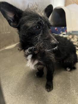 Rescue Terrier Dogs for Adoption in Stockton, California - Honeydew | PetCurious