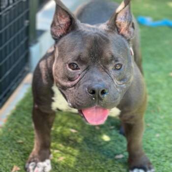 Waddles A2182520 -  French Bulldog and Pit Bull Terrier Dog for Adoption in Los Angeles, California - Waddles A2182520 | PetCurious