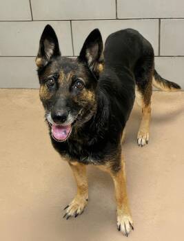 Granny Smith -  Mixed Breed Dog for Adoption in Nashville, Tennessee - Granny Smith | PetCurious