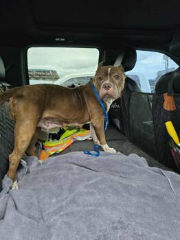 Rescue Pit Bull Terrier Dogs for Adoption in Arlee, Montana - Mary Jane | PetCurious
