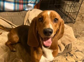 Basset Hound Dogs Available for Adoption - Mozzie | PetCurious