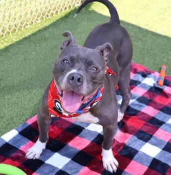Ice -  Mixed Breed Dog for Adoption in Athens, Georgia - Ice | PetCurious