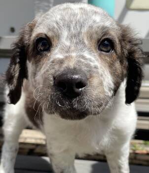 Australian Cattle Dog Blue Heeler Dogs Available for Adoption - Hattie | PetCurious