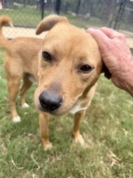 Skizzle -  Mixed Breed Dog for Adoption in Atlanta, Georgia - Skizzle | PetCurious