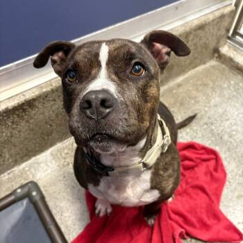 Rescue American Staffordshire Terrier Dogs for Adoption in Los Angeles, California - Laluna | PetCurious