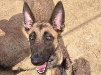 Kimchi -  Mixed Breed Dog for Adoption in Georgetown, Texas - Kimchi | PetCurious