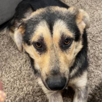 Belva -  Mixed Breed Dog for Adoption in Buffalo, Minnesota - Belva | PetCurious