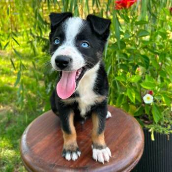 Latte -  Border Collie Dog for Adoption in Jackson, Missouri - Latte | PetCurious