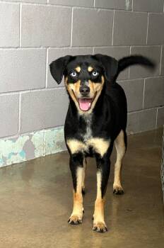 Mesa -  Australian Kelpie Dog for Adoption in Plato Center, Illinois - Mesa | PetCurious