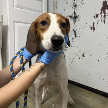 Rescue Mixed Breed Dogs for Adoption in Summerville, South Carolina - Sherman | PetCurious