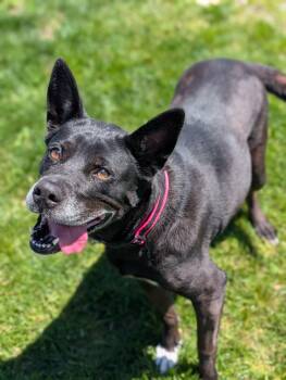 Sugar Sparkles -  Mixed Breed Dog for Adoption in Chambersburg, Pennsylvania - Sugar Sparkles | PetCurious