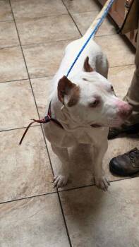 Milo -  Mixed Breed Dog for Adoption in Cincinnati, Ohio - Milo | PetCurious