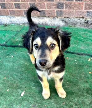 Rescue German Shepherd Dog and Australian Shepherd Dogs for Adoption in Orland Park, Illinois - KANE | PetCurious