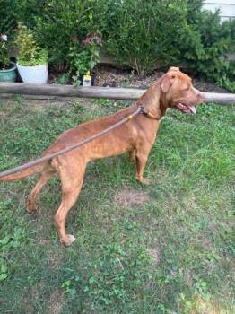 Kinder -  Mixed Breed Dog for Adoption in Columbus, Indiana - Kinder | PetCurious