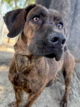 James -  Basset Hound Dog Available for Adoption in Los Angeles, California - James | PetCurious