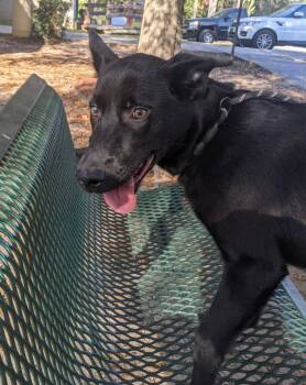 Rescue Shepherd Dogs for Adoption in Little Rock, Arkansas - Maverick | PetCurious