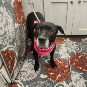 Tori -  Labrador Retriever Dog for Adoption in Oak Point, Texas - Tori | PetCurious