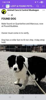 Border Collie Dogs Available for Adoption in Muskegon, Michigan - Beck | PetCurious