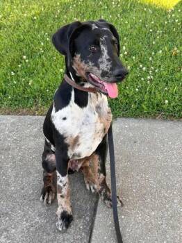 Charlie -  Catahoula Leopard Dog Dog for Adoption in Newport, Kentucky - Charlie | PetCurious