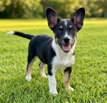 Pippa -  French Bulldog and American Eskimo Dog Dog for Adoption in Rockwall, Texas - Pippa | PetCurious