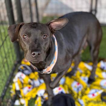 Pit Bull Terrier and American Staffordshire Terrier Dogs Available for Adoption - Gloria | PetCurious