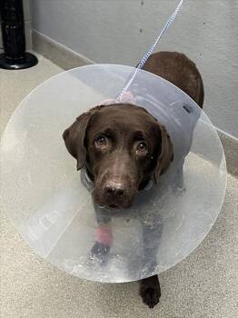 LAYLA -  Labrador Retriever Dog for Adoption in Las Vegas, Nevada - LAYLA | PetCurious