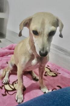 Paloma -  Dachshund and Chihuahua Dog for Adoption in Escondido, California - Paloma | PetCurious