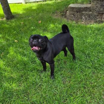 SKYWalker -  Pug and None Dog for Adoption in Loves Park, Illinois - SKYWalker | PetCurious