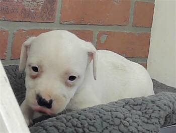 American Bulldog and Mixed Breed Dogs Available for Adoption - GLACIER | PetCurious